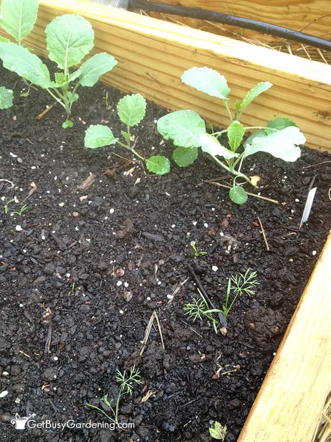 Dill With Cabbage Family