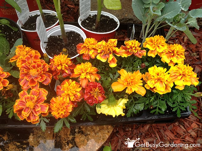 Marigolds With Everything