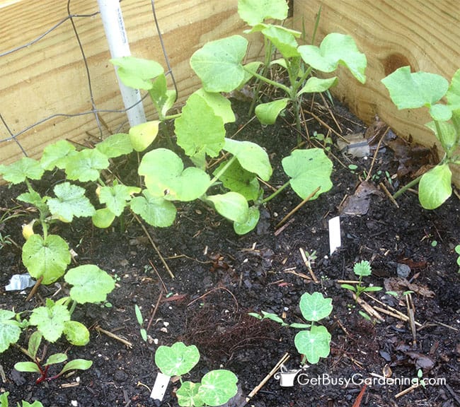 Nasturtium With Squash