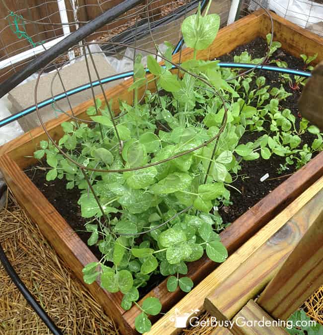 Peas And Spinach
