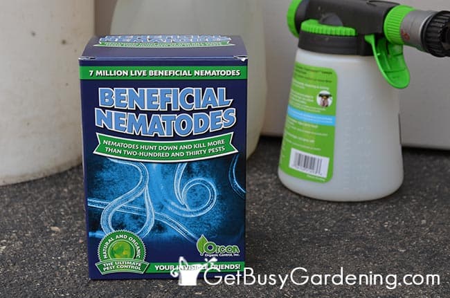 Beneficial Nematodes