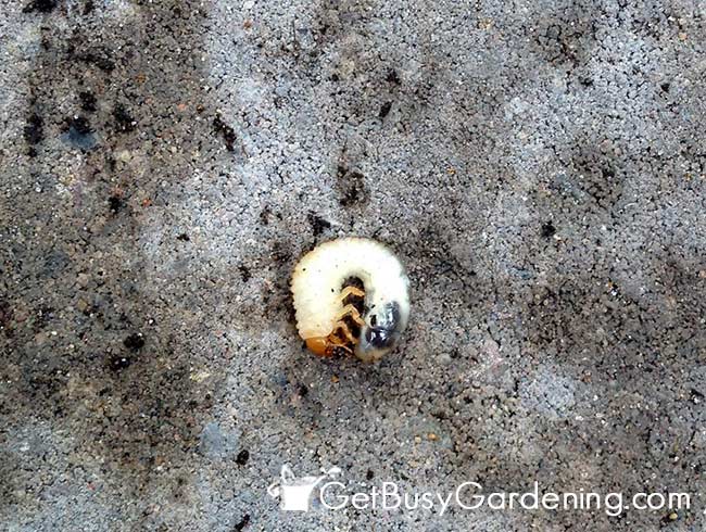 Japanese Beetles Start As Grubs