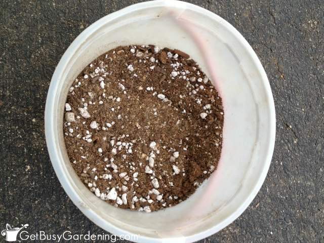 DIY succulent potting soil ready to use