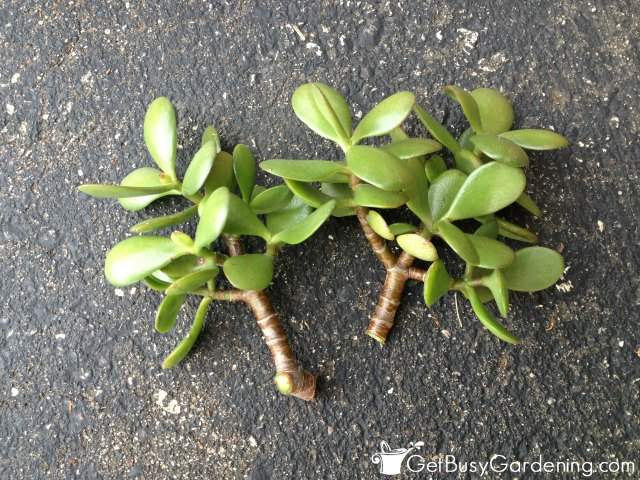 How to Propagate Jade Plant from Leaves: 2 Methods - Blooming Anomaly