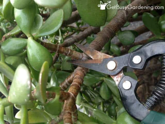 Taking jade plant cuttings for propagation