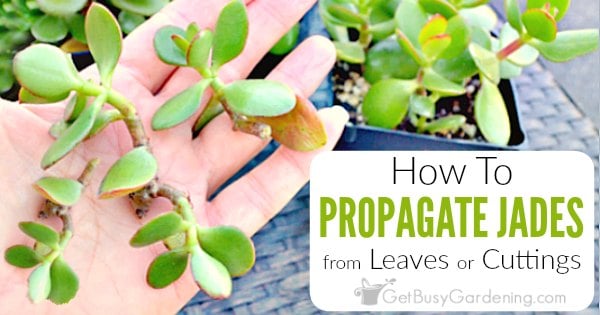 3 Easy Ways How to Propagate Jade Plant Cuttings