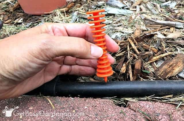 Poke holes in drip irrigation tubing to install drippers