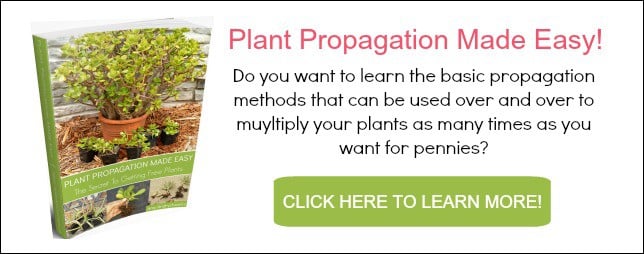 Click here to learn more about my Plant Propagation Made Easy eBook!