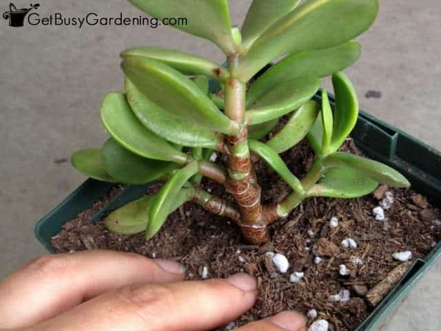 Planting a jade cutting in propagation soil