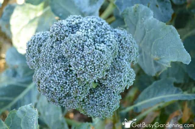 A frost-covered broccoli head