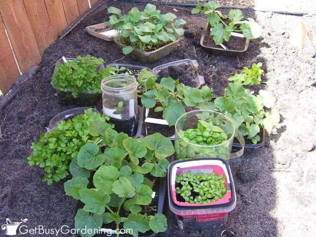 Winter sown seedlings ready to transplant into the garden