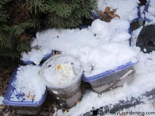 Winter Sowing Seeds