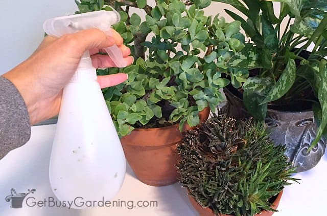 Applying organic neem oil on my plants