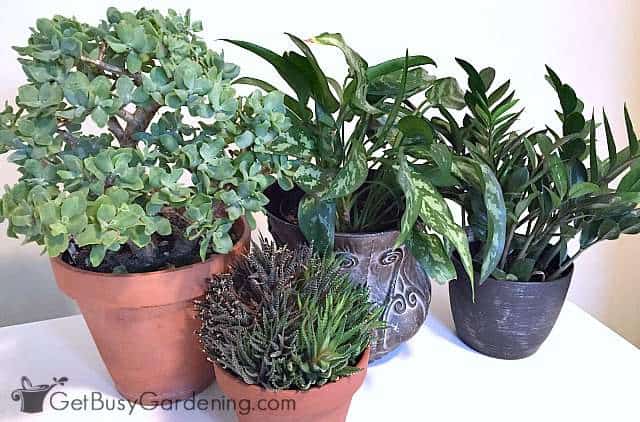 Banish Common Houseplant Pests With This One Neem Spray Recipe – Outside In