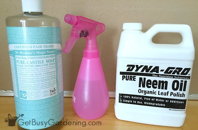 Ingredients for my neem oil spray recipe