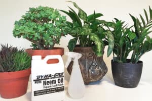 Getting ready to use neem oil to kill houseplant bugs