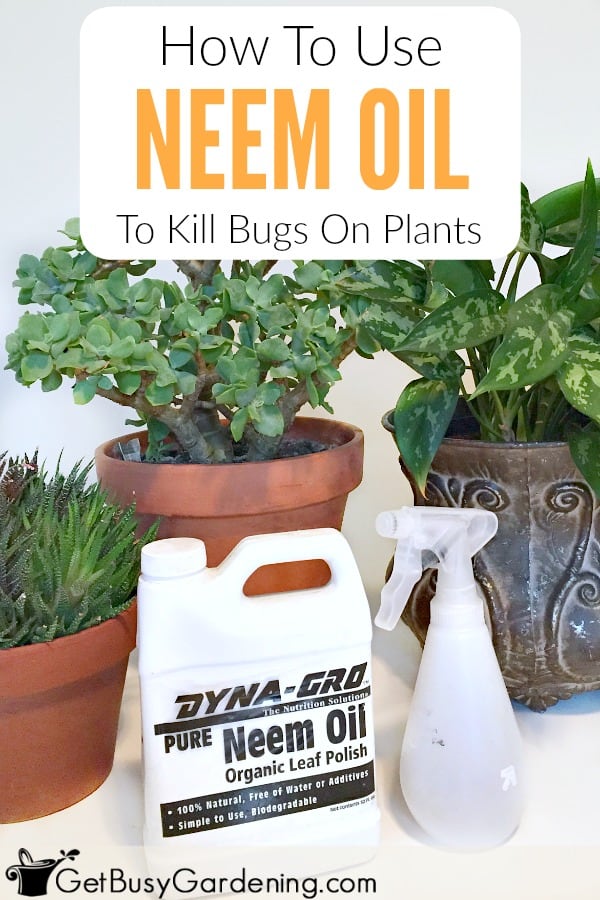 hur man använder neem olja för att döda buggar på växter