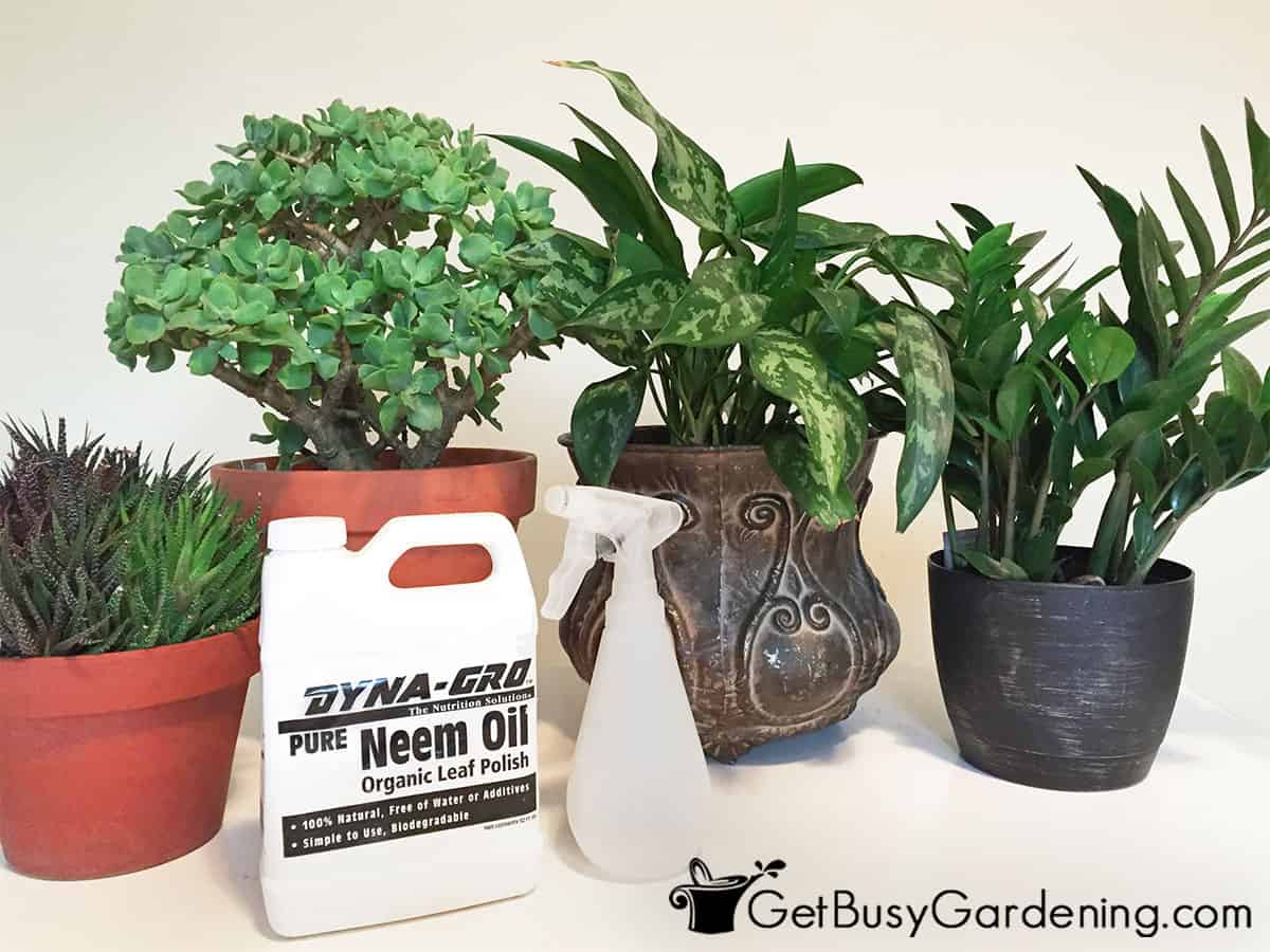 Getting ready to use neem oil to kill houseplant bugs