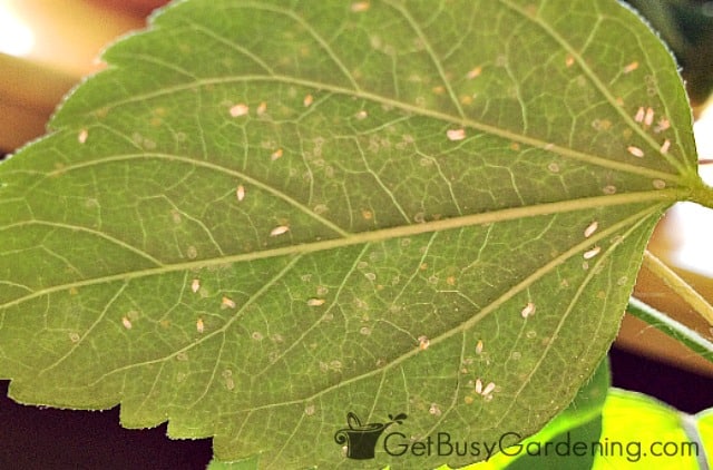 Banish Common Houseplant Pests With This One Neem Spray Recipe – Outside In
