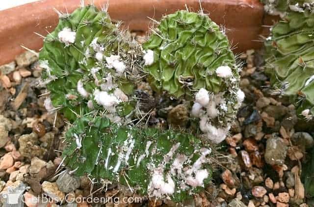White fuzzy mealybugs on a cactus plant