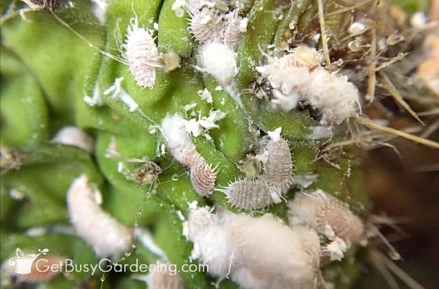 Different stages of the mealybug life cycle