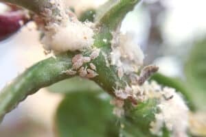 How To Get Rid Of Mealybugs On Your Houseplants