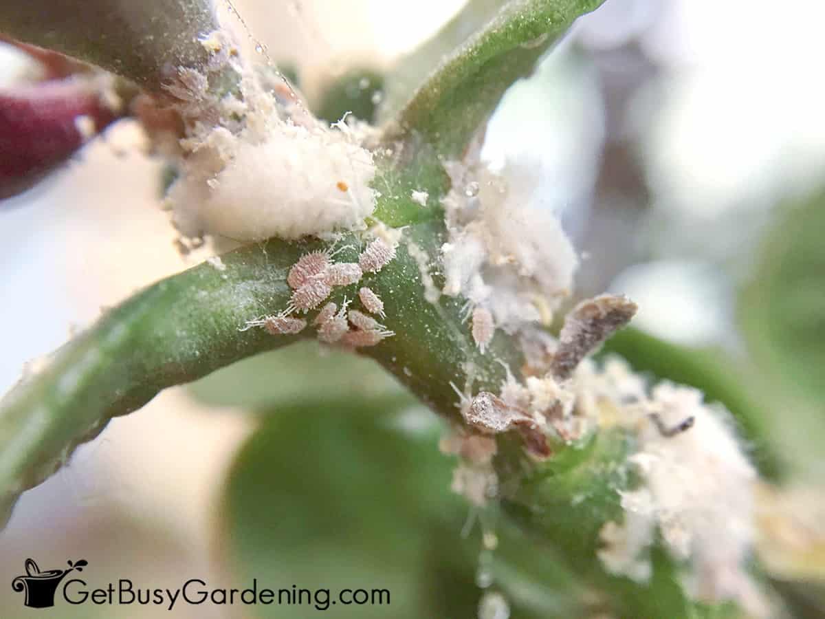 Mealybug infestation on a houseplant