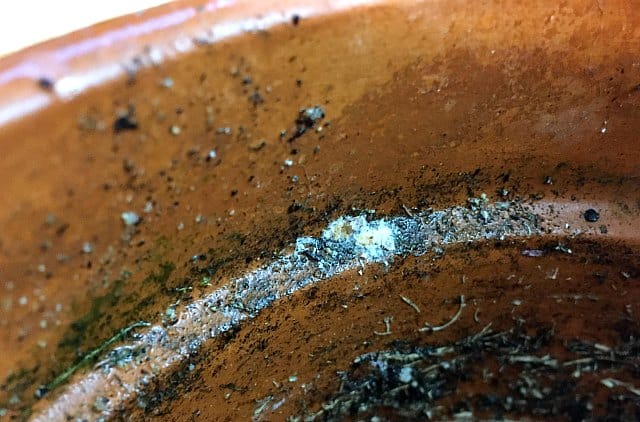 Mealybugs in soil around the inside pot edge