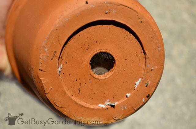 Mealybugs hiding on the bottom of a houseplant pot