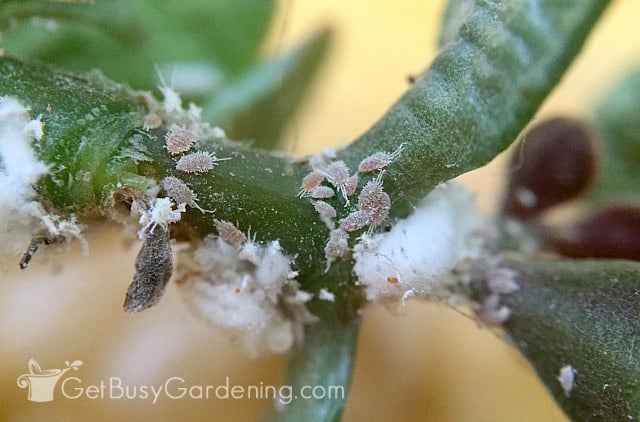 Closeup of mealybugs on a succulent plant