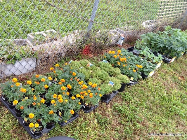 Plants ready for the community garden