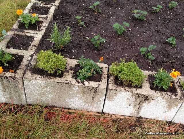Companion planting in the cinder blocks Companion planting in the cinder blocks