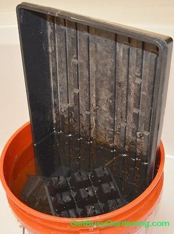 Soaking a seed starting tray in a bucket