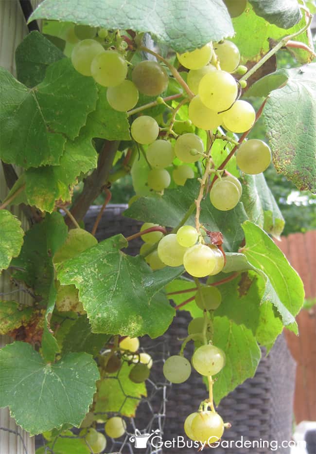 Grapes