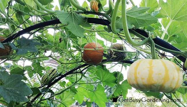 Squash hanging down from an arch trellis