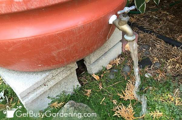 Water flowing out of the spigot on my rain barrel