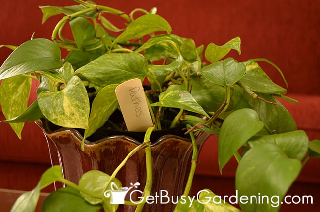 DIY plant markers used in house plants