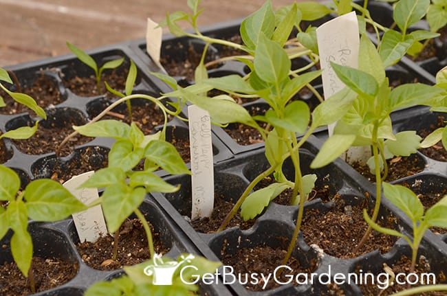 DIY plant markers used in seedling trays