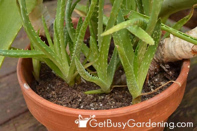 Aloe vera offshoots growing at base of mother plant
