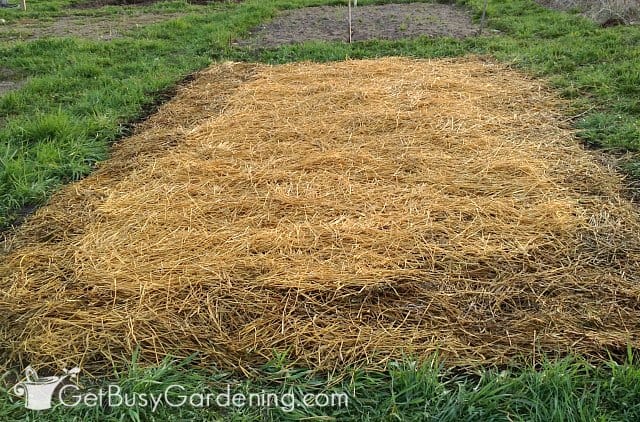 My vegetable garden all prepped and ready for planting