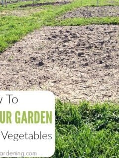 Preparing Soil For Planting Vegetable Garden Beds (6 steps!) - Get Busy  Gardening