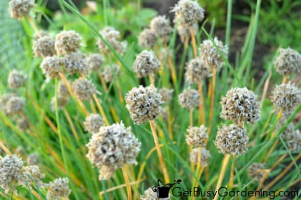 Chive Flower Heads Filled With Seeds