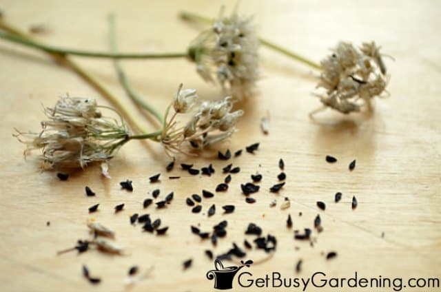 Chive Seeds And Chaff