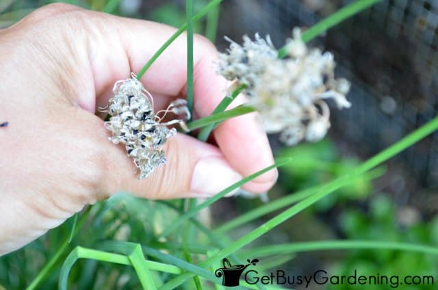 Chive Seeds Are Easy To Collect