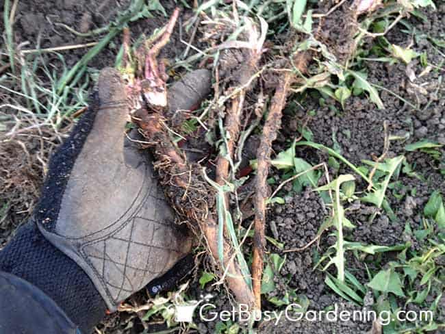 Dandelions With Deep Roots