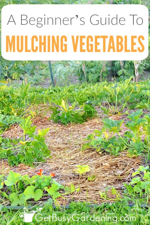 Beginner S Guide To Mulching A Vegetable Garden Get Busy Gardening