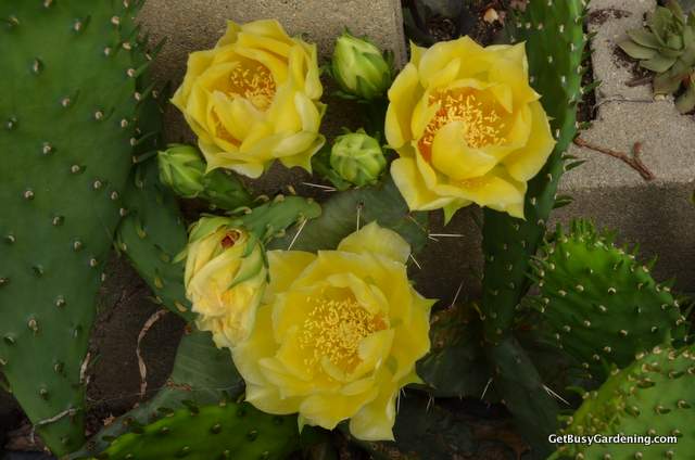 Prickly Pear Cactus Flowers.