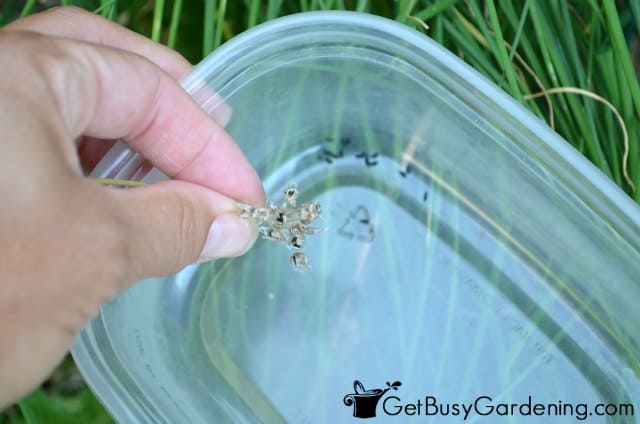 Shake Chive Flower Heads Over Plastic Container