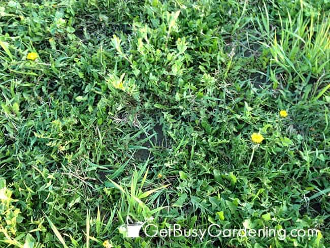 Thick Weeds In New Garden Bed