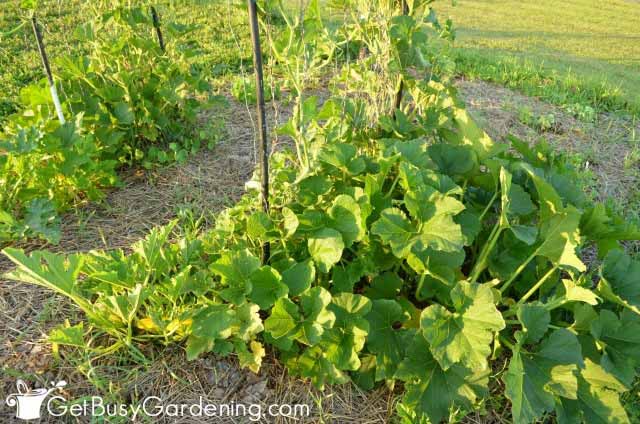 Train Squash To Grow Vertically
